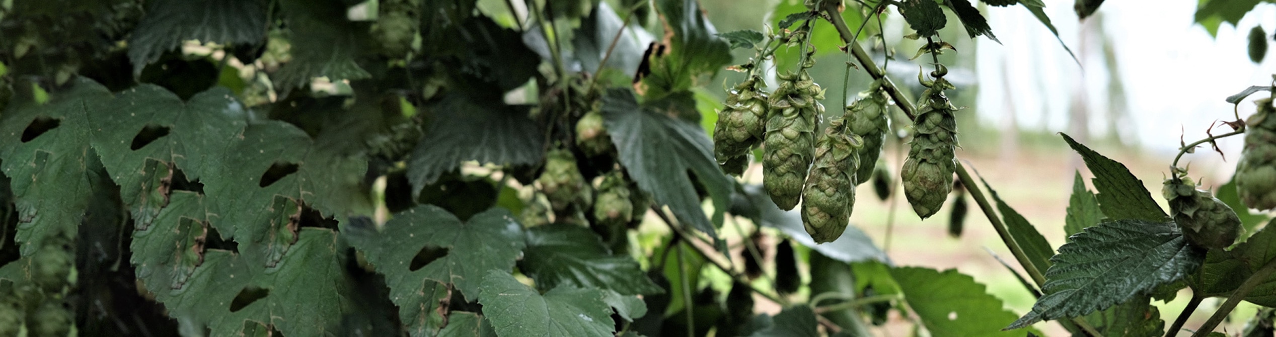 La récolte du houblon en Alsace