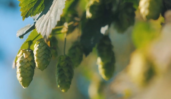 houblon_fischer Houblon Fischer